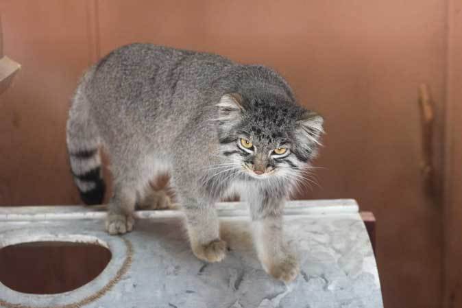 マヌルネコ「グルーシャ」（埼玉県こども動物自然公園）_b0355317_22094641.jpg