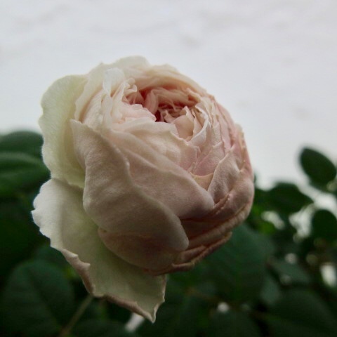 a0329935_11271139.jpeg