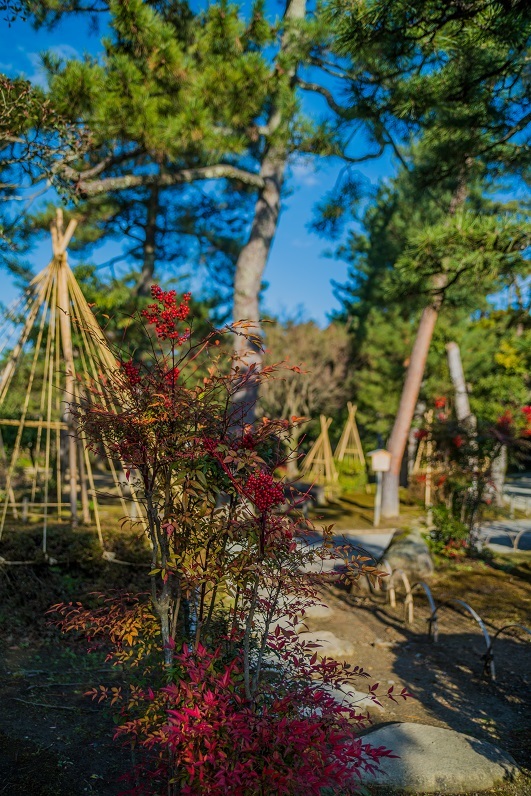 冬の兼六園_e0363038_13474180.jpg