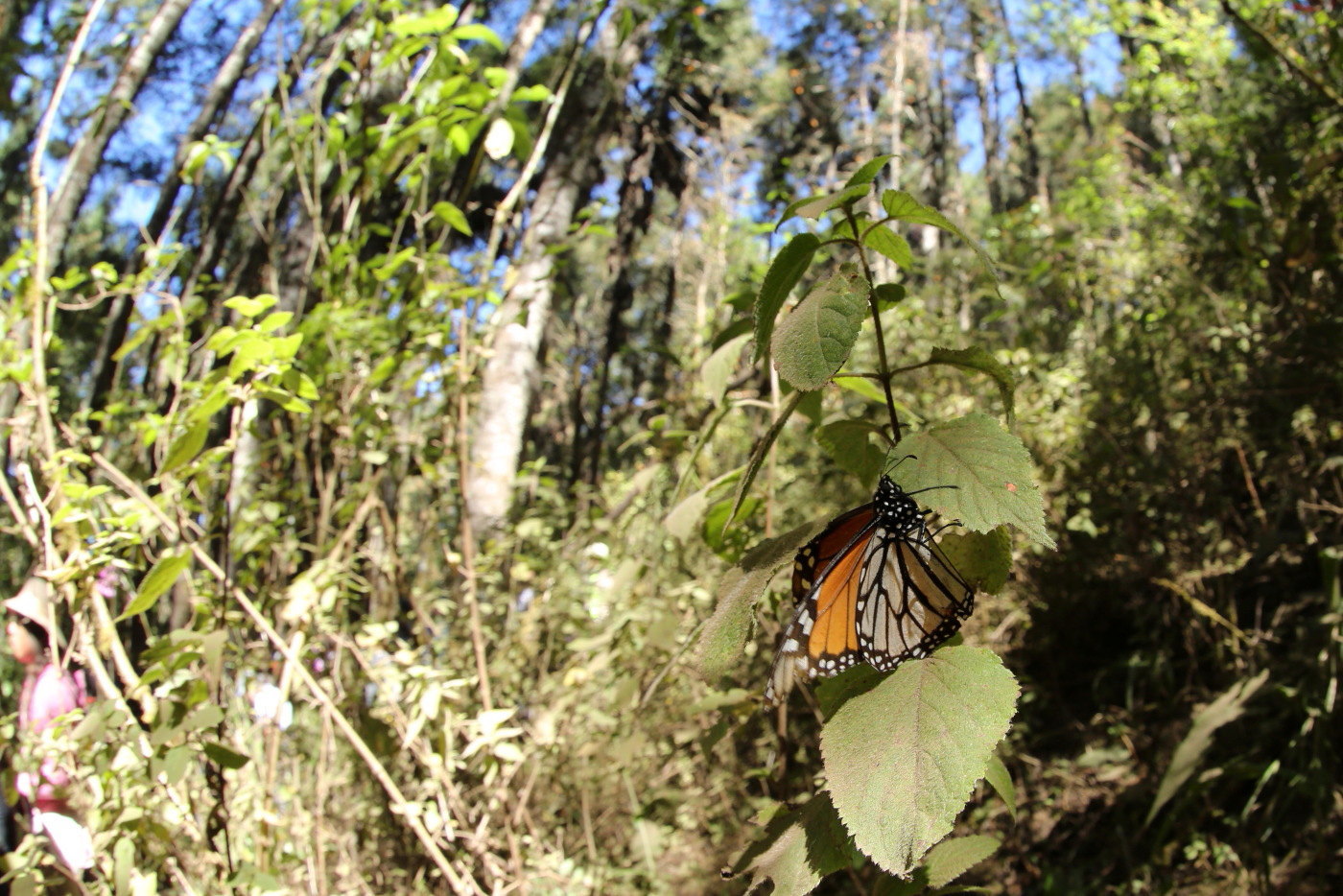 メキシコの森にオオカバマダラ モナルカ蝶 の越冬大集団舞う Mexico 1902 Butterfly Dragonfly メキシコの森にオオカバマダラ モナルカ蝶 の越冬大集団舞う Mexico 1902 Butterfly Dragonfly