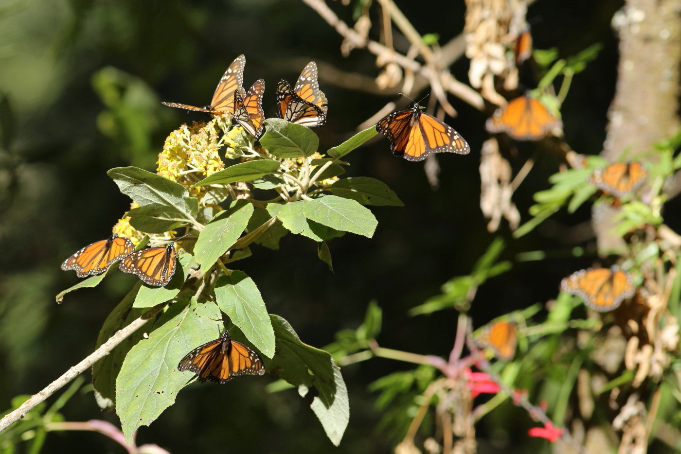 メキシコの森にオオカバマダラ モナルカ蝶 の越冬大集団舞う Mexico 1902 Butterfly Dragonfly