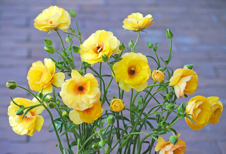 a0001354_23241994.gif