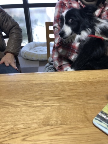 モリーと再会_a0157156_23592235.jpg
