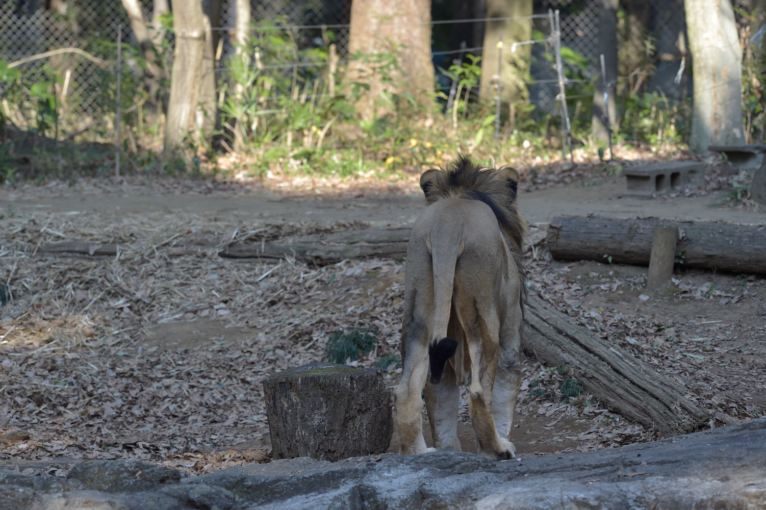 インドライオンの特徴 動物園へ行こう インドライオンの特徴 動物園へ行こう