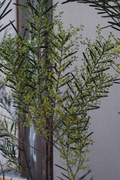 花苗入荷情報_a0201358_15292506.jpg