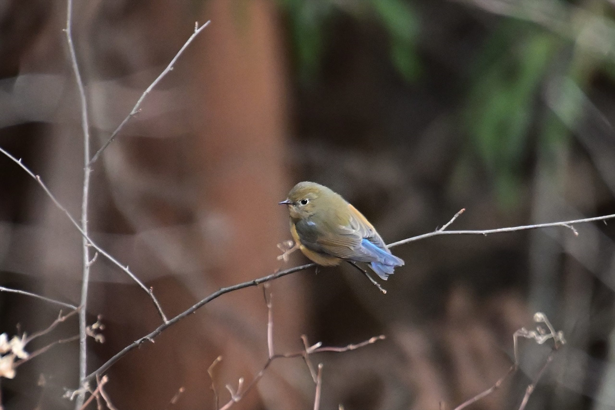 御岳山 ～ 野鳥と氷華_d0328977_00473994.jpg