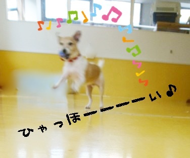 ボールゲット!_f0357682_20092250.jpg