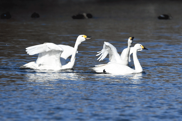 歓喜の舞 小白鳥 風のむろさん 自然の詩
