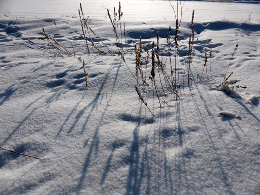 冬の畑、足跡、ウサギ_d0366590_19170887.jpg