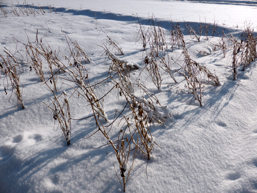 冬の畑、足跡、ウサギ_d0366590_19170893.jpg