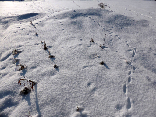 冬の畑、足跡、ウサギ_d0366590_19170898.jpg