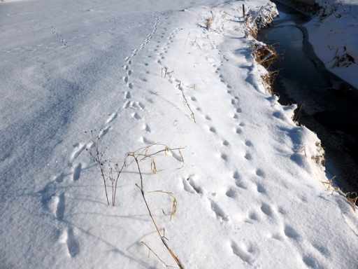冬の畑、足跡、ウサギ_d0366590_19192227.jpg