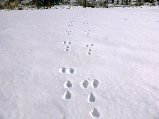 冬の畑、足跡、ウサギ_d0366590_19323523.jpg