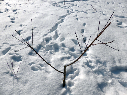 冬の畑、足跡、ウサギ_d0366590_19371240.jpg