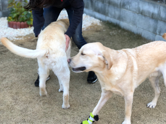 アオくんと桃ちゃん & フタリは大喜び♪_c0028792_20315128.jpg