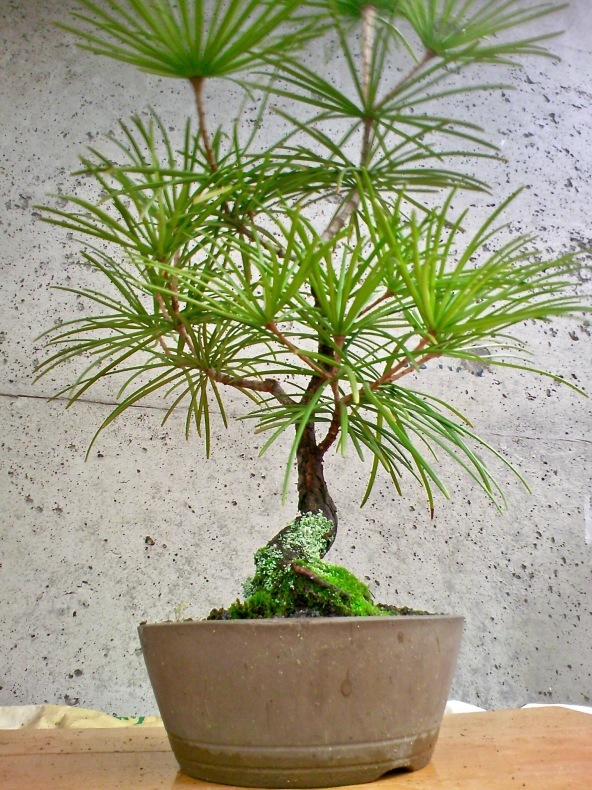 高野槙の盆栽 : 盆栽便り