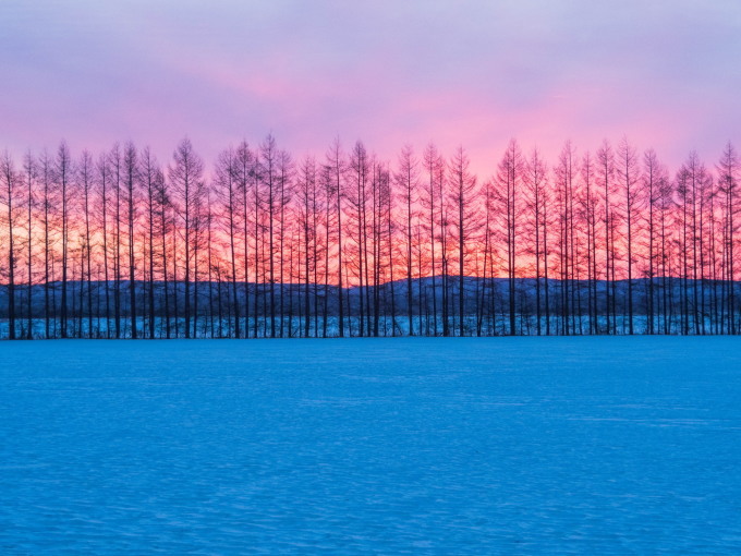 カラマツ防風林のバックは美しい朝焼けの風景。_f0276498_21062343.jpg