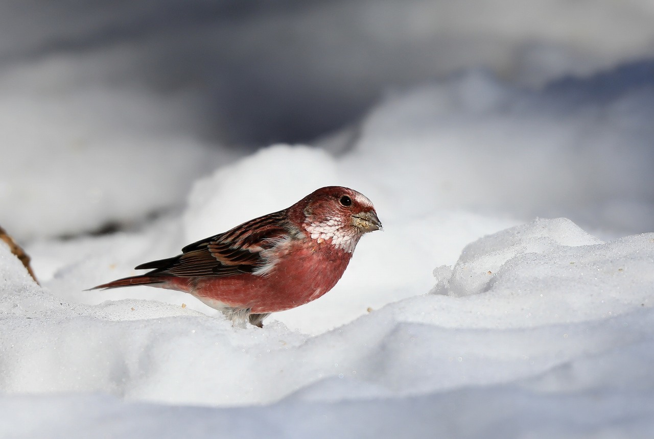 雪の残るお山にて_f0296999_19250209.jpg