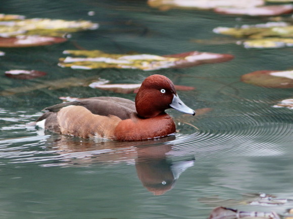 都市公園を行き来するメジロガモ　　ＭＥＧ_d0346713_19164944.jpg