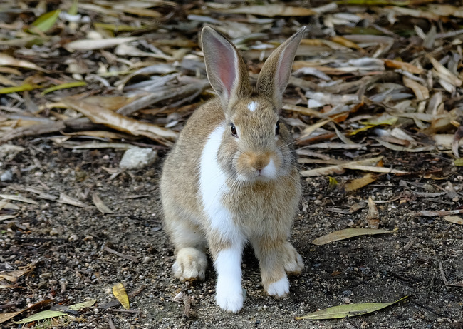 「広島・大久野島 うさぎよりも毒ガス施設跡地の方が何倍も考えさせられた」_a0000029_21294529.jpg