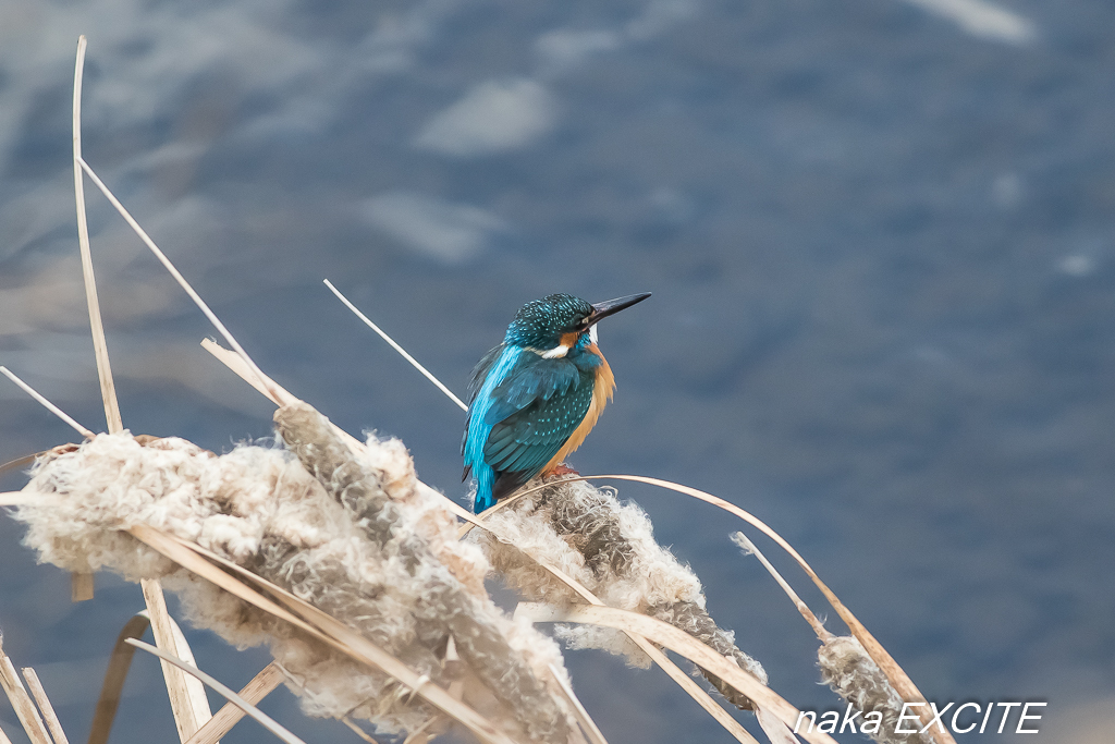 カワラヒワの群れ　（2019/02/05　曇）_f0281533_13494864.jpg