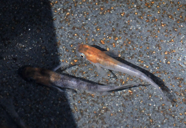 万葉・三色、ノーマルタイプ?_e0097534_16165014.jpg