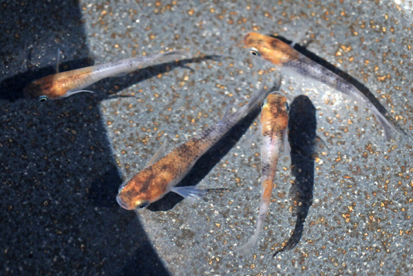 万葉・三色、ノーマルタイプ?_e0097534_16183262.jpg