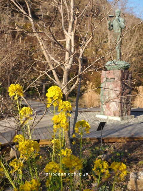 牧野植物園の菜の花♪_f0295238_19583815.jpg