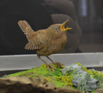 バードカービング ミソサザイ①