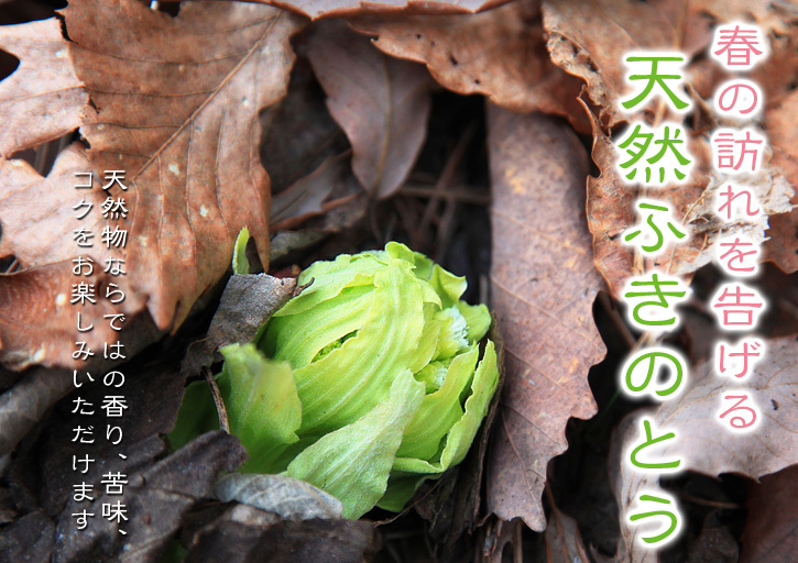 熊本産「天然ふきのとう」 平成31年度の予約受付スタート!(2019)_a0254656_18400747.jpg