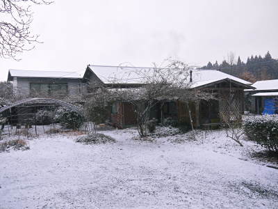 熊本産「天然ふきのとう」 平成31年度の予約受付スタート!(2019)_a0254656_18544376.jpg