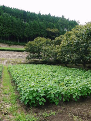熊本産「天然ふきのとう」 平成31年度の予約受付スタート!(2019)_a0254656_19033353.jpg