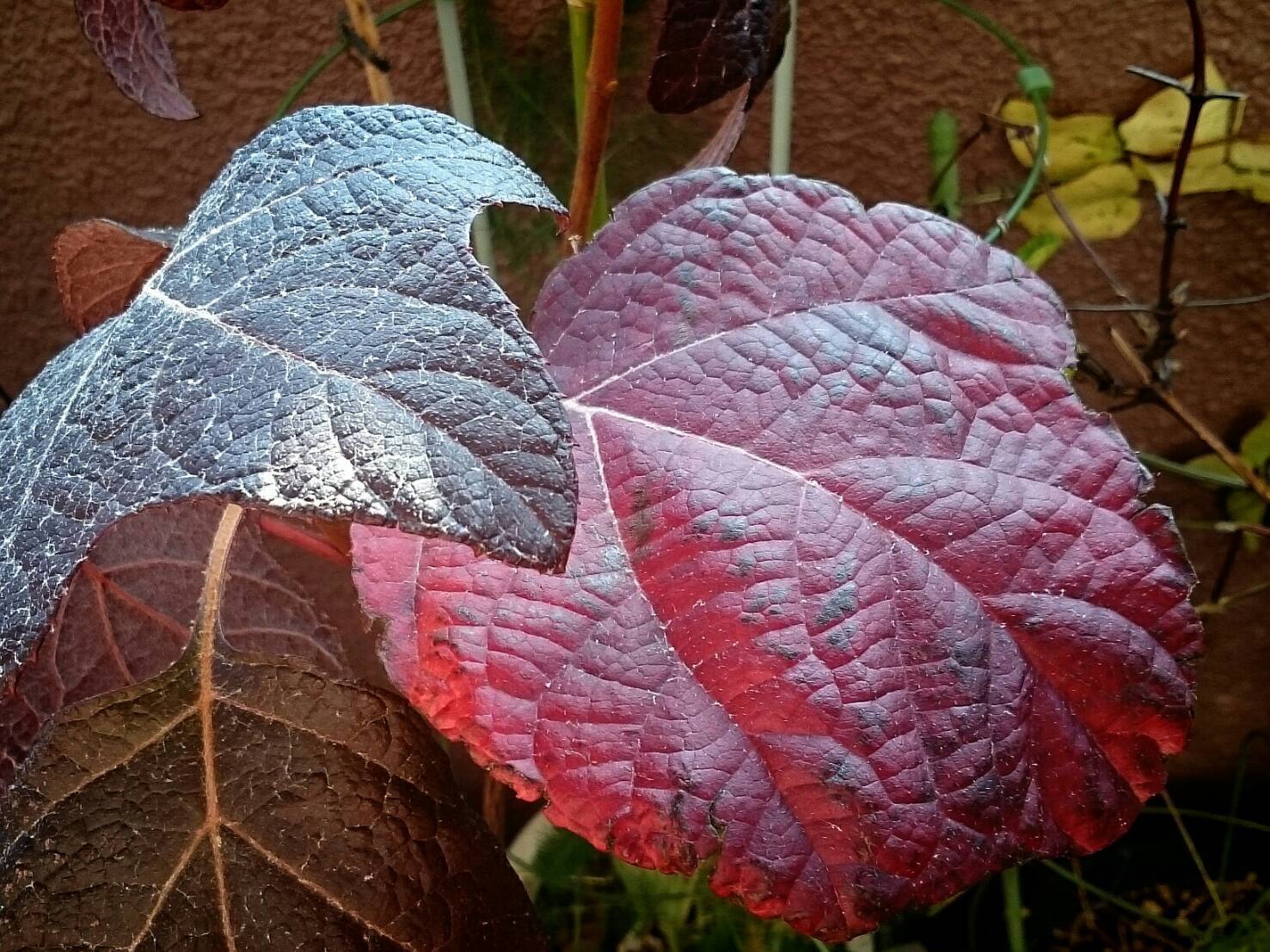 嬉しいひこばえ 花暮らしの記