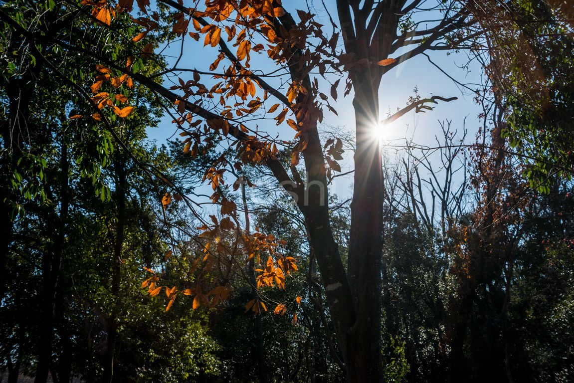 いつぞやの馬見withオールドレンズ_c0350572_21111270.jpg