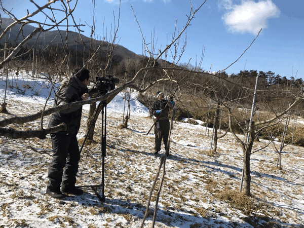 今日は自然栽培農法の林檎園で、佐々木悦雄さんが、林檎の枝の剪定をしているのを撮りました。_a0053480_11562856.gif