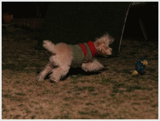 b0175688_20045589.gif