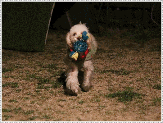 b0175688_20045813.gif