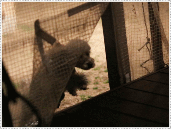 b0175688_20071212.gif