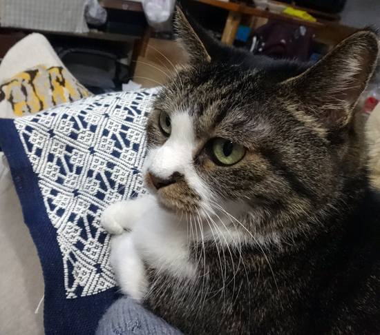 こぎんとネコと、今日はどっちが主役? 馬のクツワで大物に挑戦1_a0136293_17224353.jpg