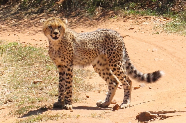 サバンナの野生動物たち チーターママと3頭の子供たち 旅プラスの日記 サバンナの野生動物たち チーターママと3頭の子供たち 旅プラスの日記