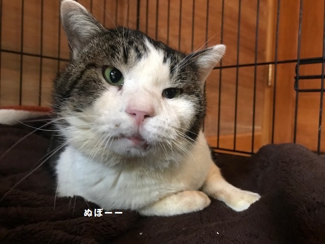 くま吉くん完治!!_f0242002_12573400.jpg
