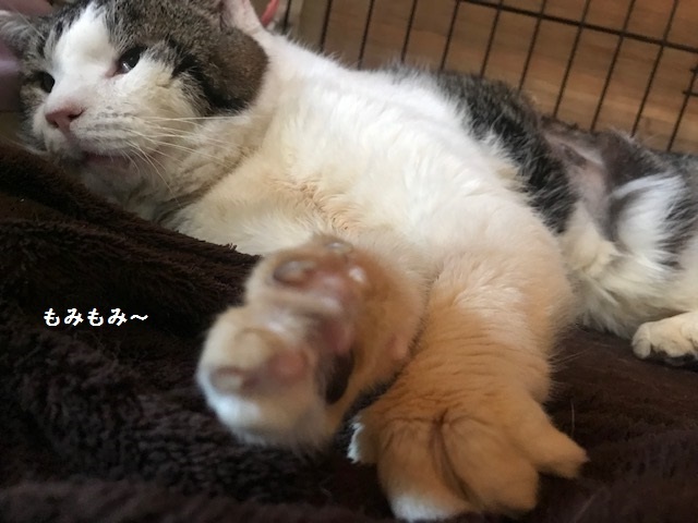 くま吉くん完治!!_f0242002_12574306.jpg