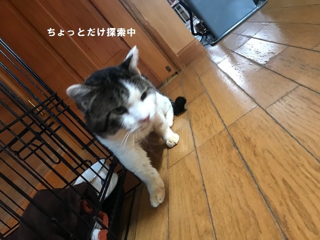 くま吉くん完治!!_f0242002_12580056.jpg