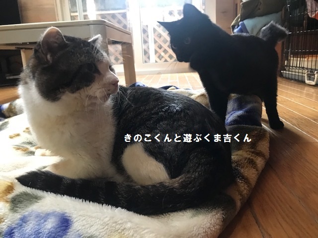 くま吉くん完治!!_f0242002_12580698.jpg