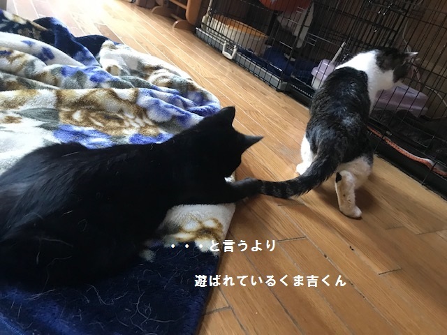 くま吉くん完治!!_f0242002_12581037.jpg