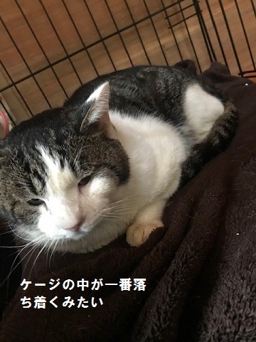 くま吉くん完治!!_f0242002_12581578.jpg