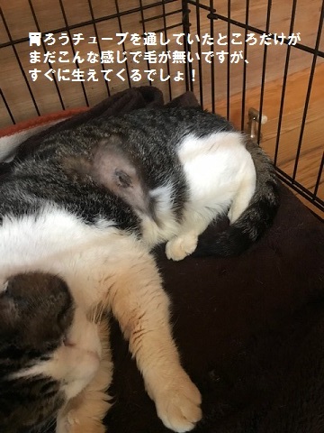 くま吉くん完治!!_f0242002_13061908.jpg