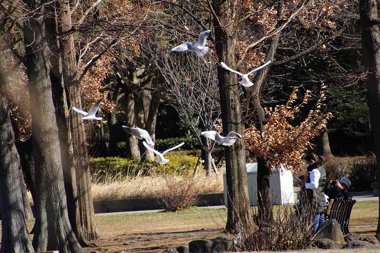 舎人公園の花と、水鳥たち_e0255509_20162523.jpg