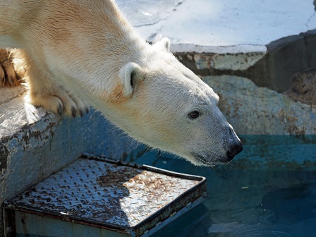 雨のち晴れの天王寺動物園 青いタンクに執着したシルカとゴーゴの行動の奇妙なパラドックス Polarbearology Conjectaneum