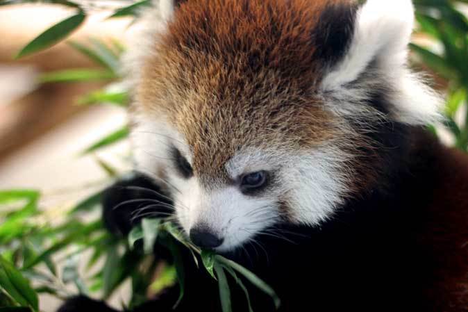 レッサーパンダの親子「ハナビ＆リン」（埼玉県こども動物自然公園）その3_b0355317_21574660.jpg